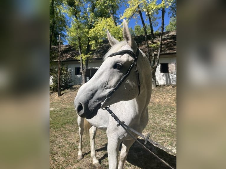 Anglo-Arabo Giumenta 11 Anni 160 cm Grigio in Kaposvár
