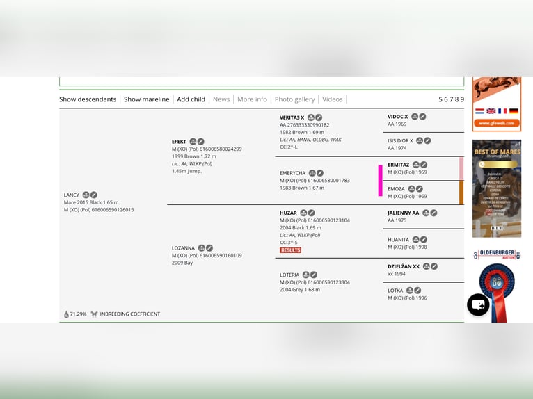 Anglo-Arabo Giumenta 11 Anni 164 cm Morello in Santok