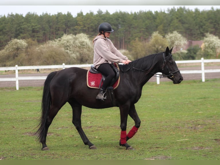 Anglo-Arabo Giumenta 11 Anni 164 cm Morello in Santok