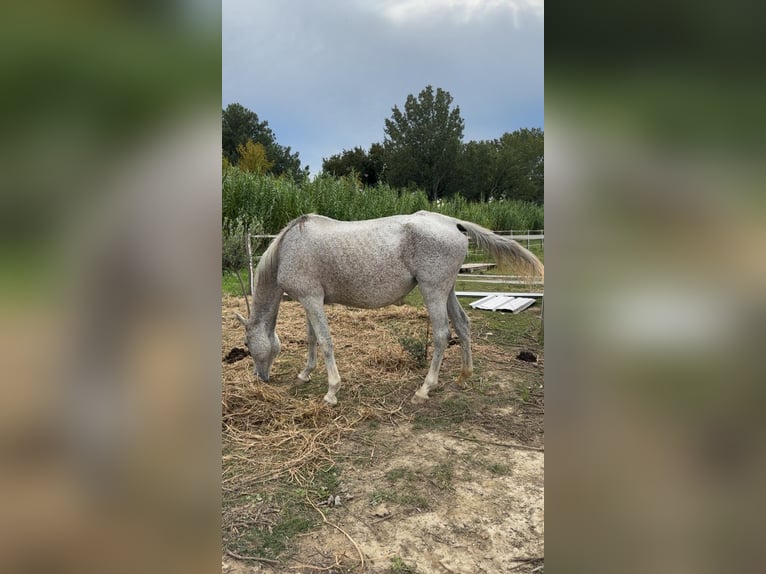 Anglo-Arabo Giumenta 12 Anni Grigio trotinato in Bédarrides