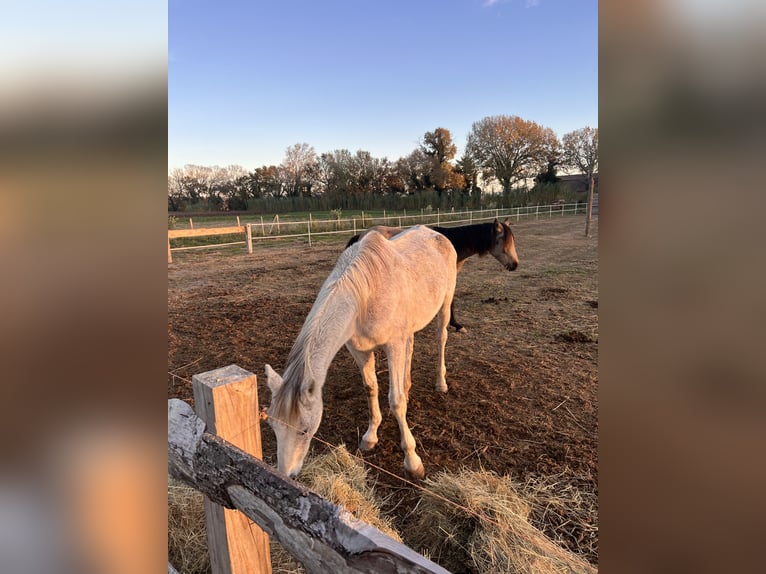 Anglo-Arabo Giumenta 12 Anni Grigio trotinato in Bédarrides