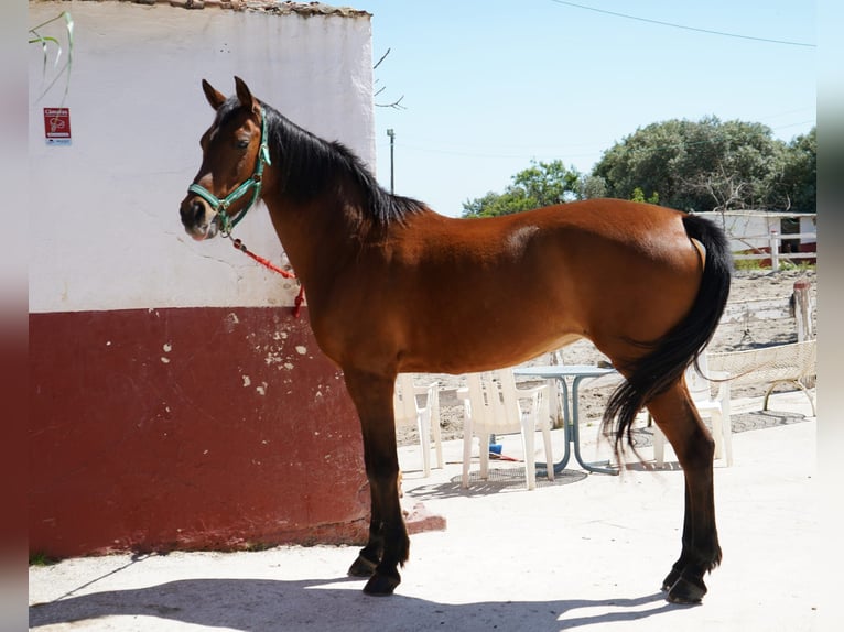 Anglo-Arabo Giumenta 13 Anni 159 cm Baio in Malaga