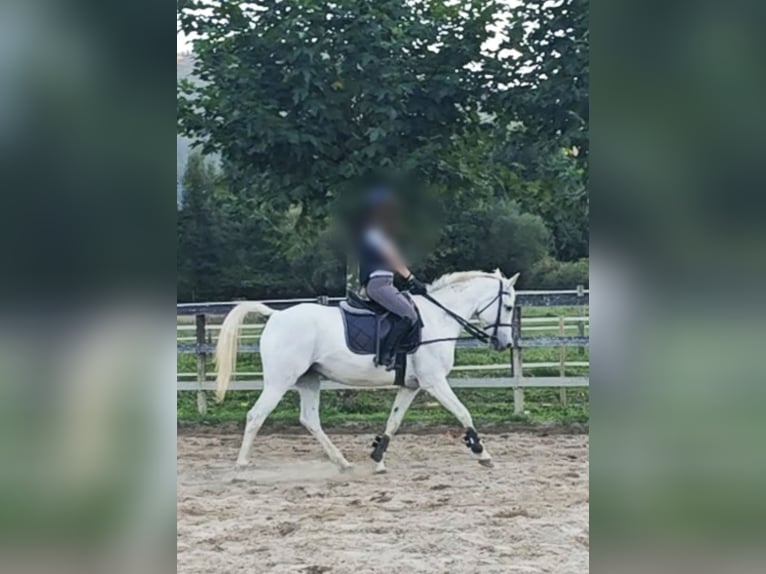 Anglo-Arabo Giumenta 14 Anni 156 cm Grigio in Okondo