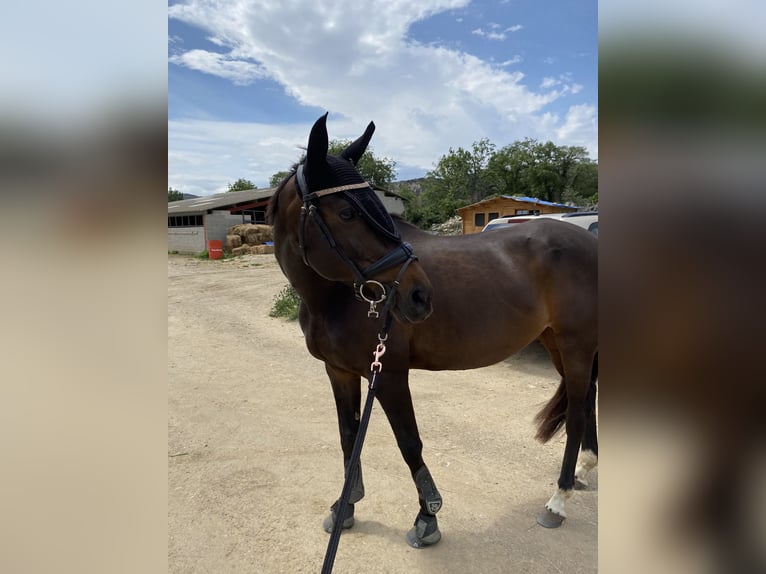 Anglo-Arabo Giumenta 14 Anni 163 cm Baio in Prades