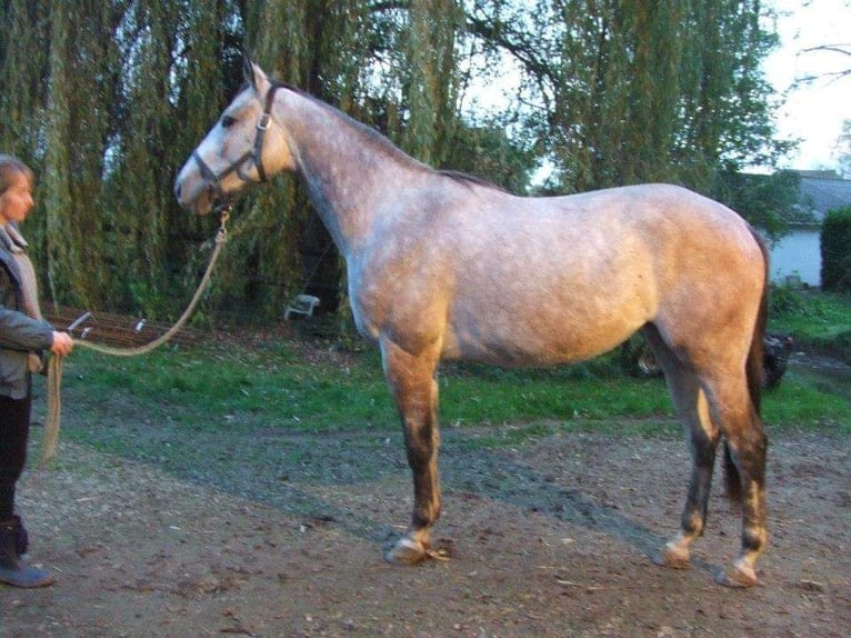 Anglo-Arabo Giumenta 14 Anni 170 cm Grigio in Laruscade