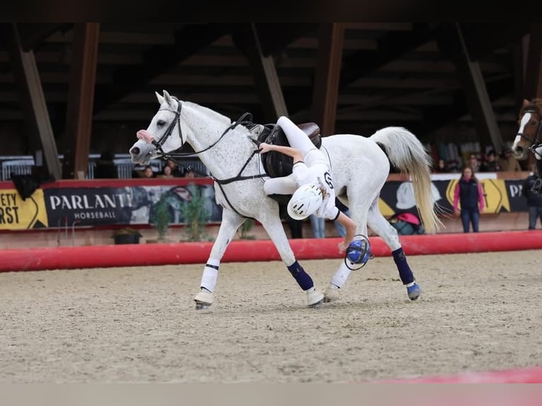 Anglo-Arabo Mix Giumenta 15 Anni 146 cm Bianco in Perouges