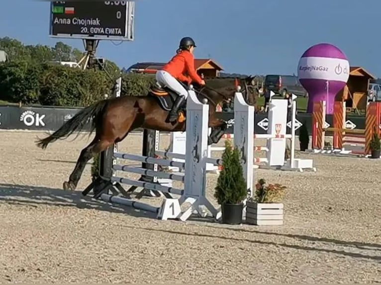 Anglo-Arabo Giumenta 17 Anni 165 cm Baio scuro in Golub-Dobrzy&#x144;