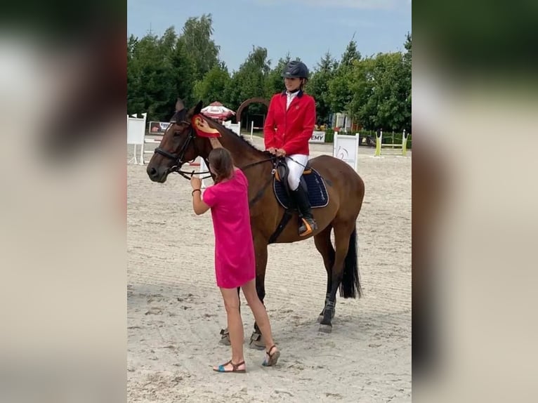 Anglo-Arabo Giumenta 17 Anni 165 cm Baio scuro in Golub-Dobrzy&#x144;