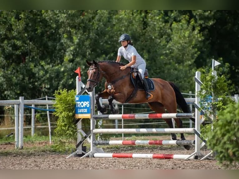 Anglo-Arabo Giumenta 17 Anni 165 cm Baio scuro in Golub-Dobrzy&#x144;