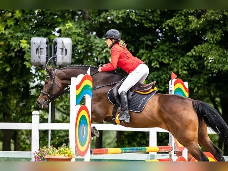 Anglo-Arabo Giumenta 17 Anni 165 cm Baio scuro in Golub-Dobrzy&#x144;