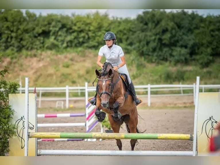 Anglo-Arabo Giumenta 17 Anni 165 cm Baio scuro in Golub-Dobrzy&#x144;