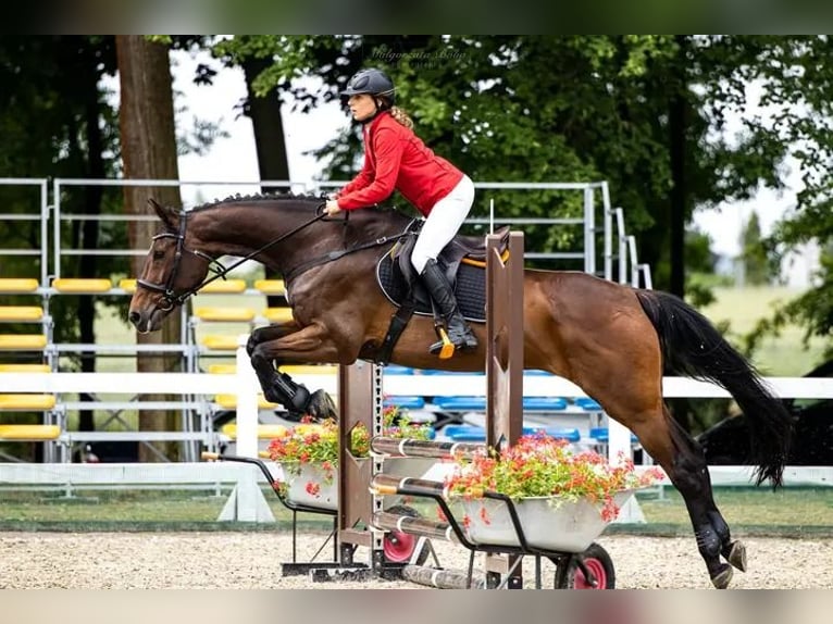 Anglo-Arabo Giumenta 17 Anni 165 cm Baio scuro in Golub-Dobrzy&#x144;