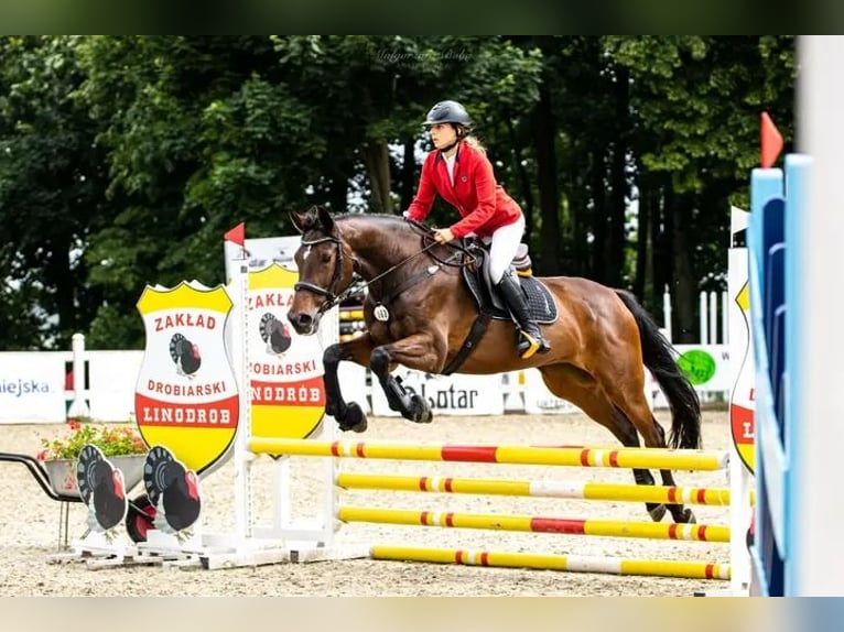 Anglo-Arabo Giumenta 17 Anni 165 cm Baio scuro in Golub-Dobrzy&#x144;