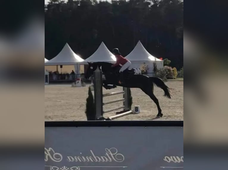 Anglo-Arabo Giumenta 17 Anni 165 cm Baio scuro in Golub-Dobrzy&#x144;