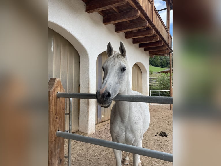 Anglo-Arabo Giumenta 17 Anni Grigio trotinato in Vanga