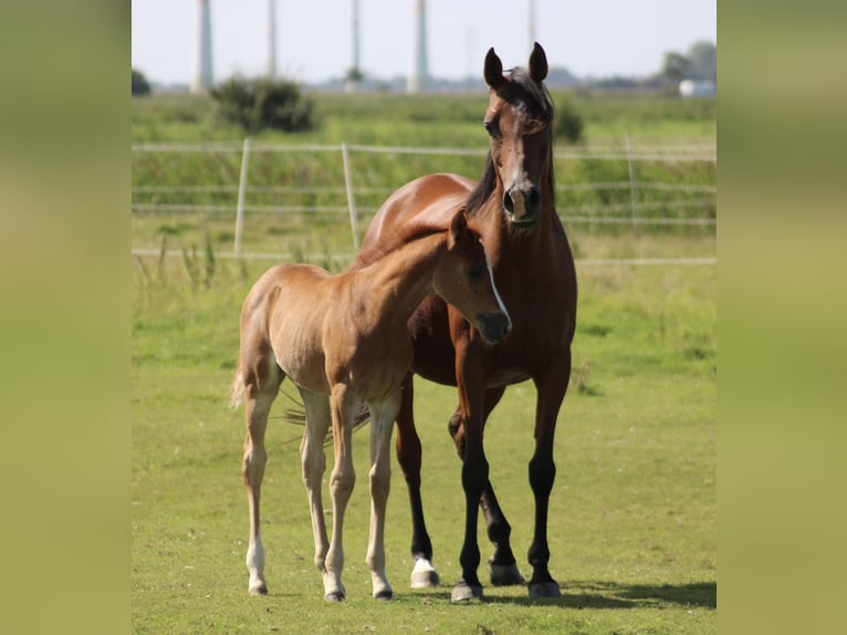 Anglo-Arabo Giumenta 1 Anno 160 cm Sauro in Wittmund