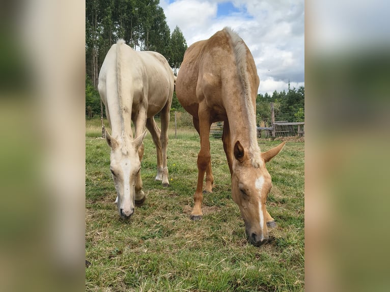 Anglo-Arabo Giumenta 1 Anno Palomino in Belesar (San Martiño) (Vilalba)