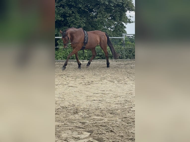Anglo-Arabo Giumenta 23 Anni 160 cm Baio scuro in Leichlingen