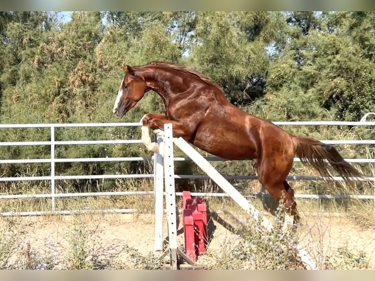 Anglo-Arabo Giumenta 3 Anni 165 cm Sauro scuro in Agde
