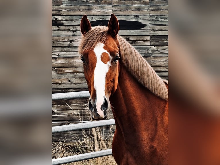 Anglo-Arabo Giumenta 3 Anni 165 cm Sauro scuro in Agde
