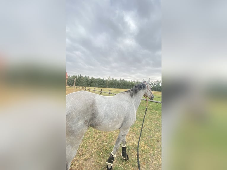 Anglo-Arabo Giumenta 4 Anni 154 cm Grigio in Huesca