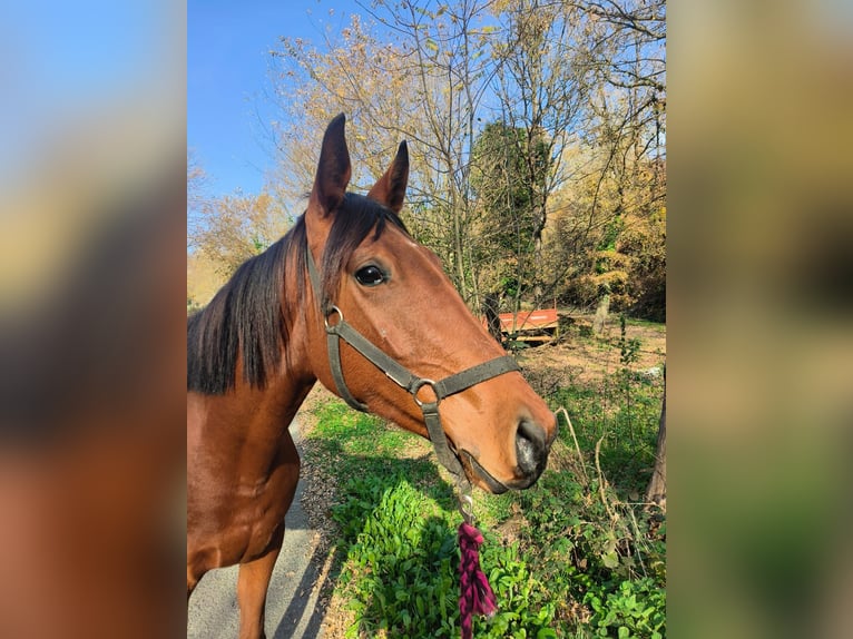 Anglo-Arabo Giumenta 4 Anni 156 cm Baio scuro in Perlo