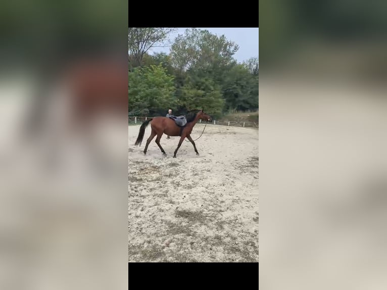 Anglo-Arabo Giumenta 4 Anni 156 cm Baio scuro in Perlo