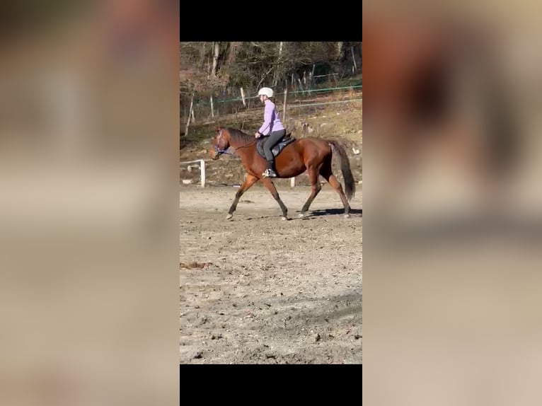 Anglo-Arabo Giumenta 4 Anni 156 cm Baio scuro in Perlo