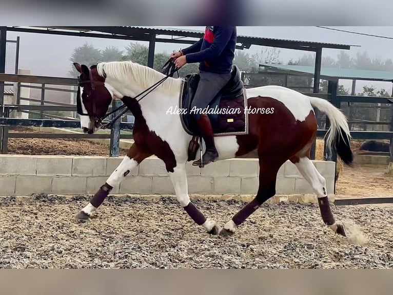 Anglo-Arabo Giumenta 4 Anni 161 cm Pezzato in Sevilla