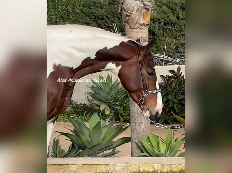 Anglo-Arabo Giumenta 4 Anni 161 cm Pezzato in Sevilla