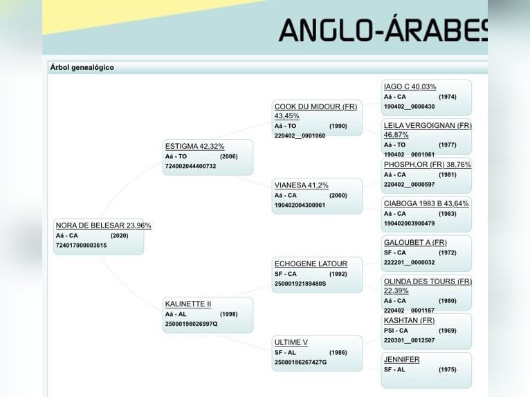 Anglo-Arabo Giumenta 4 Anni 166 cm Baio scuro in Ladines (Oviedo)