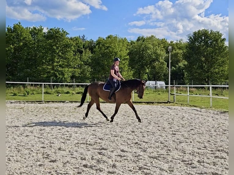 Anglo-Arabo Mix Giumenta 4 Anni 170 cm Baio in Czestochowa