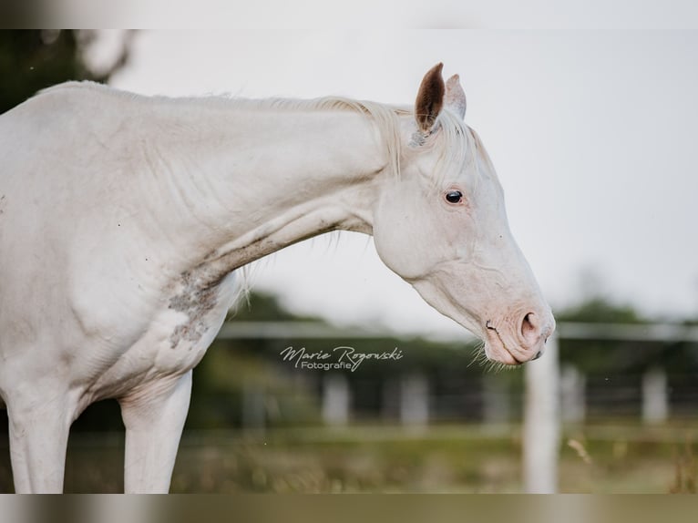 Anglo-Arabo Giumenta 5 Anni 151 cm Bianco in Beaumont-Pied-de-Buf