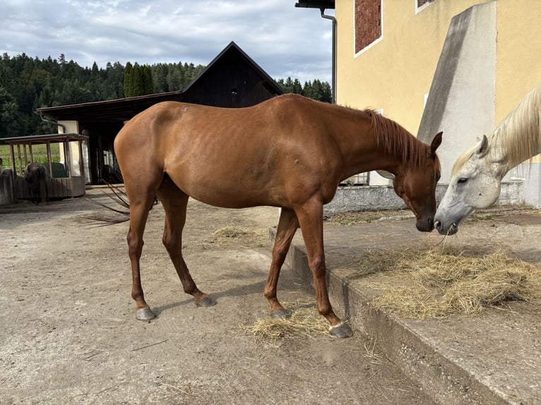 Anglo-Arabo Giumenta 5 Anni 159 cm Sauro in Grafenstein