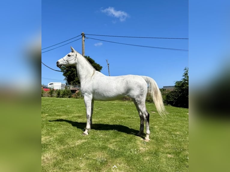 Anglo-Arabo Giumenta 6 Anni 157 cm Grigio in Madrid