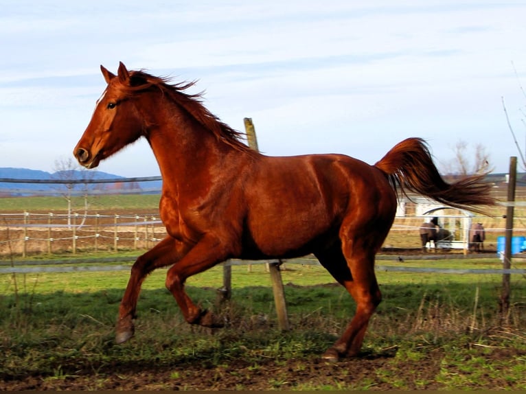 Anglo-Arabo Giumenta 6 Anni 158 cm Sauro in Kehl