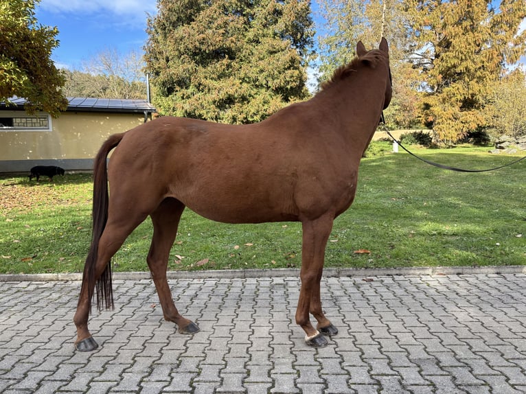Anglo-Arabo Giumenta 6 Anni 159 cm Sauro in Grafenstein