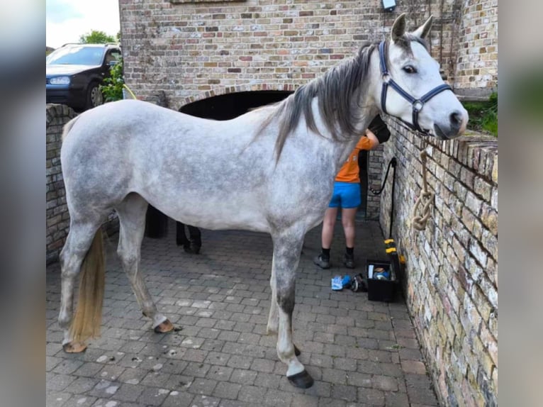 Anglo-Arabo Giumenta 6 Anni 163 cm Falbo baio in Temse