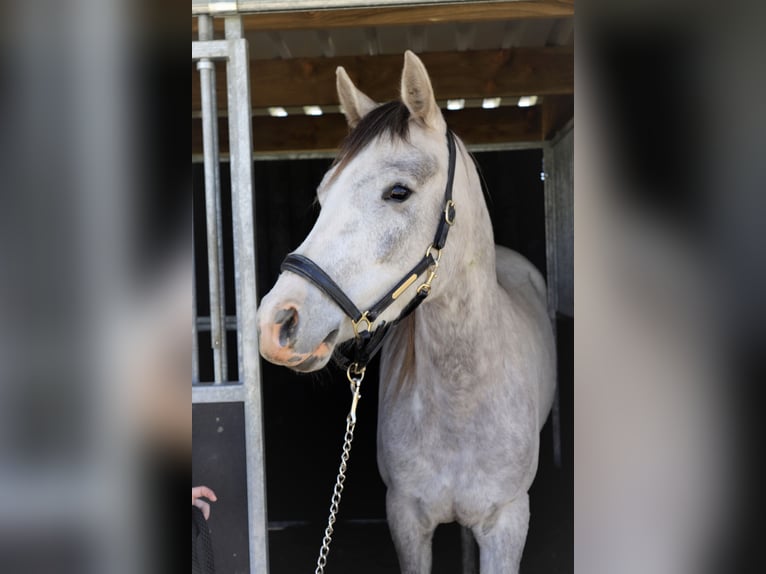 Anglo-Arabo Giumenta 6 Anni 163 cm Falbo baio in Temse