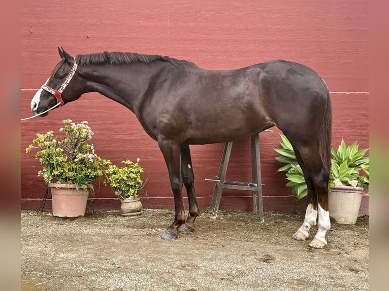 Anglo-Arabo Giumenta 6 Anni 165 cm Sauro scuro in Mijas
