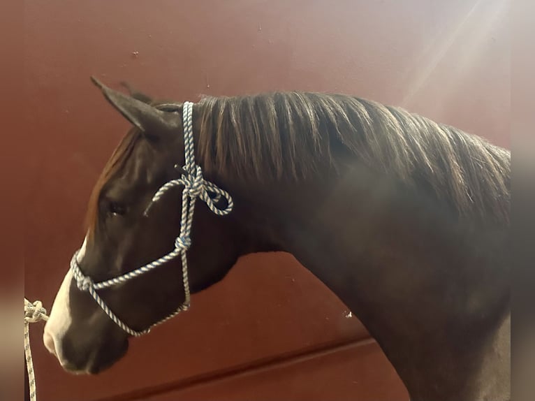 Anglo-Arabo Giumenta 6 Anni 165 cm Sauro scuro in Mijas