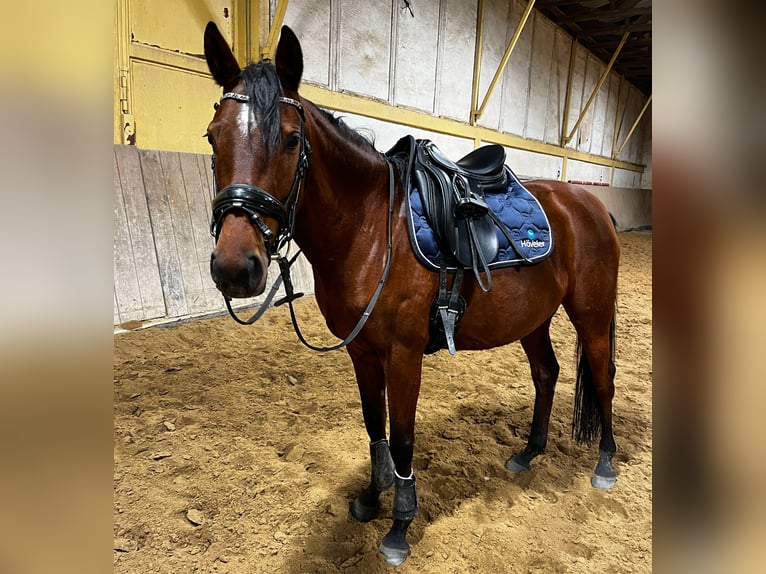 Anglo-Arabo Giumenta 7 Anni 151 cm Baio in Thümmlitzwalde