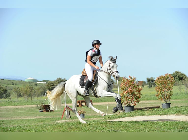 Anglo-Arabo Giumenta 7 Anni 154 cm Grigio trotinato in Madrid