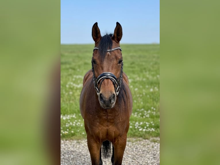 Anglo-Arabo Mix Giumenta 7 Anni 156 cm Baio in Nettetal