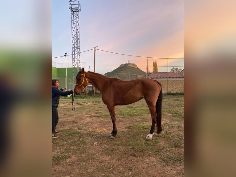 Anglo-Arabo Giumenta 7 Anni 164 cm Baio in Cambados (Santa Mariña)