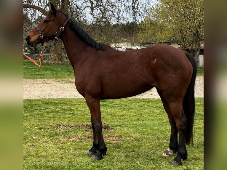 Anglo-Arabo Mix Giumenta 7 Anni 164 cm Baio in Gueret