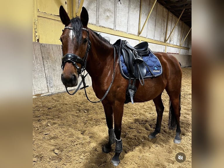 Anglo-Arabo Giumenta 8 Anni 151 cm Baio in Wermsdorf