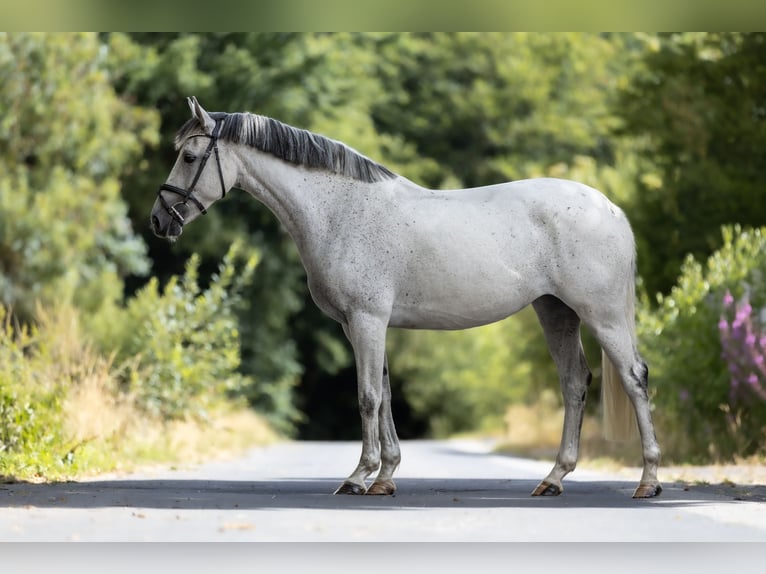 Anglo-Arabo Giumenta 8 Anni 164 cm Grigio in Windhagen