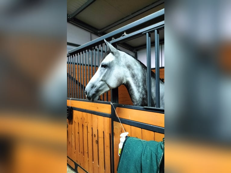 Anglo-Arabo Mix Giumenta 8 Anni 169 cm in Trieste