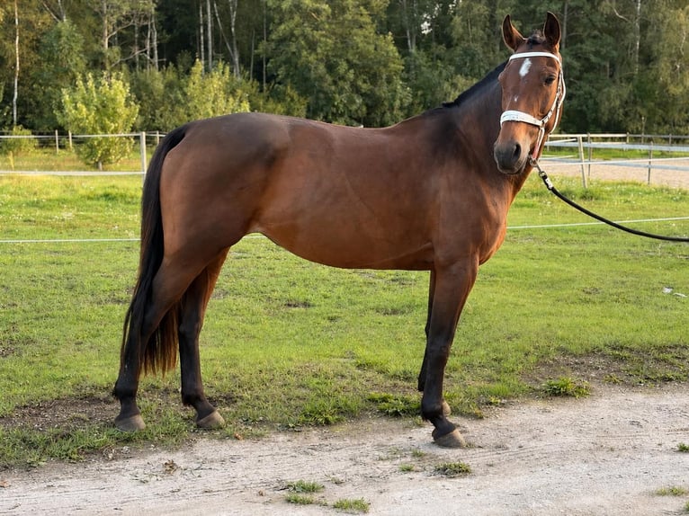 Anglo-Arabo Giumenta 9 Anni 160 cm Baio in Alliklepa